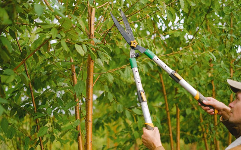 Tree trimming in Bowlus, MN
