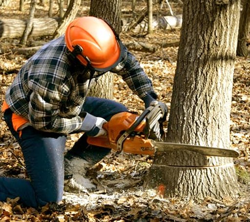 Tree Removal in Bowlus, MN